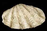 藏品(硨磲蛤)的圖片